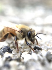 Apis mellifera