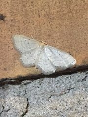 Idaea sylvestraria