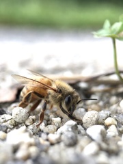 Apis mellifera