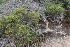 Ceanothus thyrsiflorus griseus