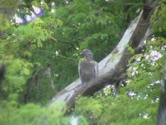 Patagioenas picazuro