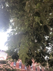 Magnoliopsida
