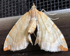 Eulithis molliculata
