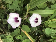 Ipomoea cordatotriloba