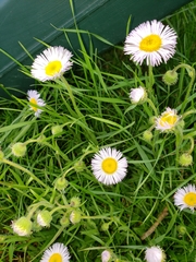 Erigeron glabellus