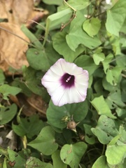 Ipomoea cordatotriloba