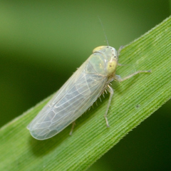 Graminella nigrifrons