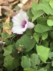 Ipomoea cordatotriloba
