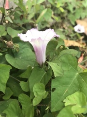 Ipomoea cordatotriloba