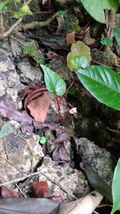 Begonia tenuifolia