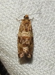 Olethreutes olivaceana