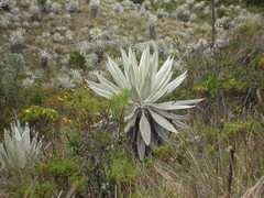 Espeletia grandiflora