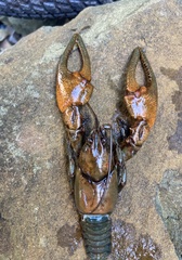 Cambarus chasmodactylus