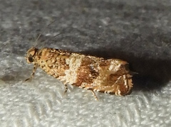 Olethreutes olivaceana