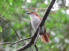 Great Antshrike photo 3