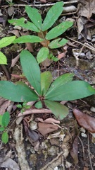 Ardisia humilis