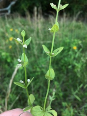 Scutellaria parvula australis