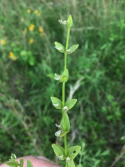 Scutellaria parvula australis