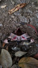Amplypterus panopus