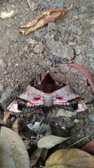 Amplypterus panopus