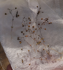 Nemacladus sigmoideus