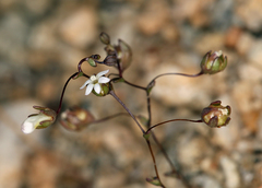 Nemacladus sigmoideus