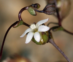 Nemacladus sigmoideus