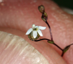 Nemacladus sigmoideus