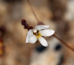 Nemacladus sigmoideus