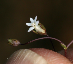 Nemacladus sigmoideus