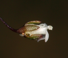 Nemacladus sigmoideus