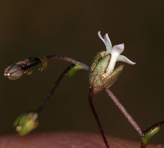 Nemacladus sigmoideus