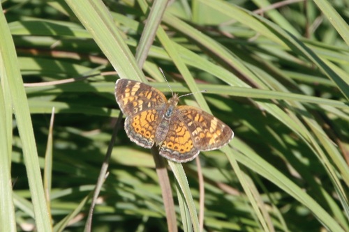 Pearl Crescent photographed in Minnesota