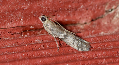 Eurythmia angulella
