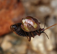 Nemacladus sigmoideus