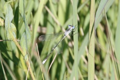 Lestes unguiculatus