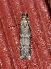 Eurythmia angulella