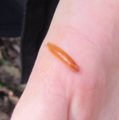 Polyzoniidae