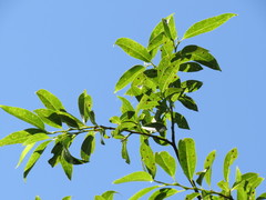 Salix serissima