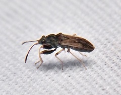Pseudopachybrachius basalis