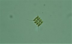 Scenedesmus