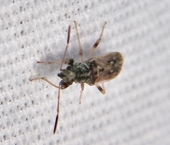 Pseudopachybrachius basalis