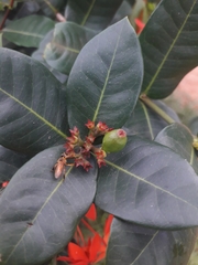 Tetragonisca angustula