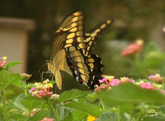 Heraclides thoas brasiliensis