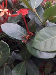 Tetragonisca angustula