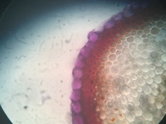 Sphagnum subsecundum