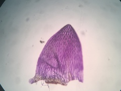 Sphagnum subsecundum