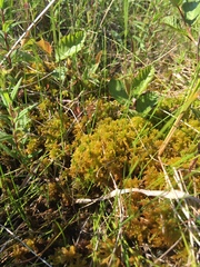 Sphagnum subsecundum