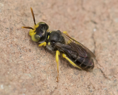 Calliopsis andreniformis