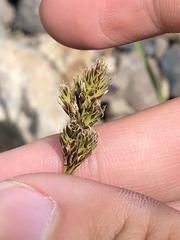 Carex microptera